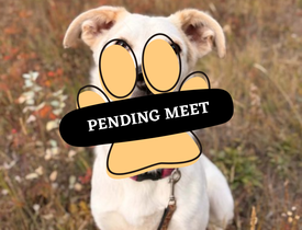 Pending Meet (25)