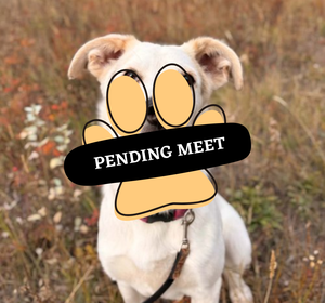 Pending Meet (25)