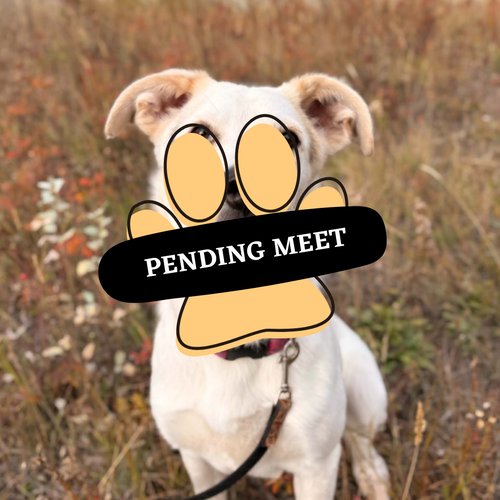 Pending Meet (25)