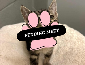 Pending Meet (26)