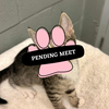 Pending Meet (27)