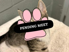 Pending Meet (27)