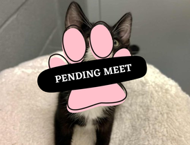 Pending Meet (28)