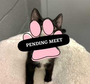 Pending Meet (28)