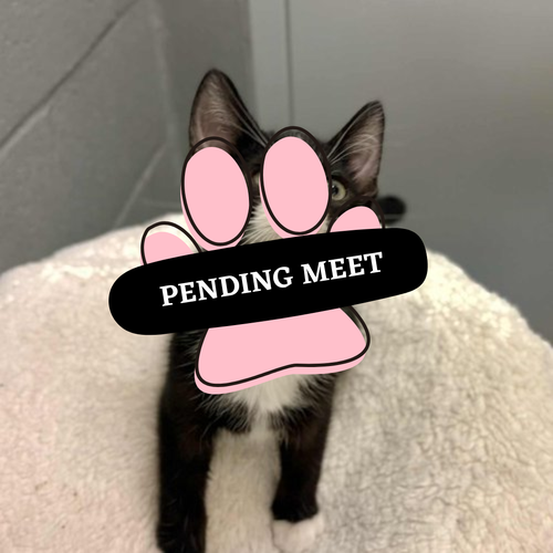 Pending Meet (28)