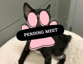 Pending Meet (29)
