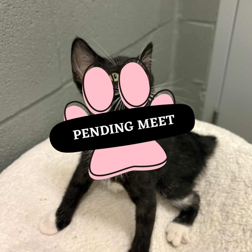 Pending Meet (29)