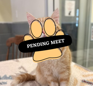 Pending Meet (8)