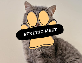 Pending Meet (9)
