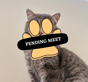 Pending Meet (9)