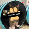 Pending Meet Fozzie