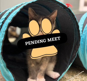 Pending Meet Fozzie