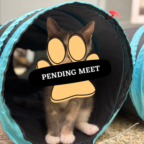 Pending Meet Fozzie