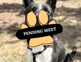 Pending Meet jasper