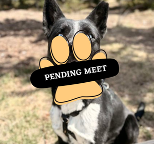 Pending Meet jasper