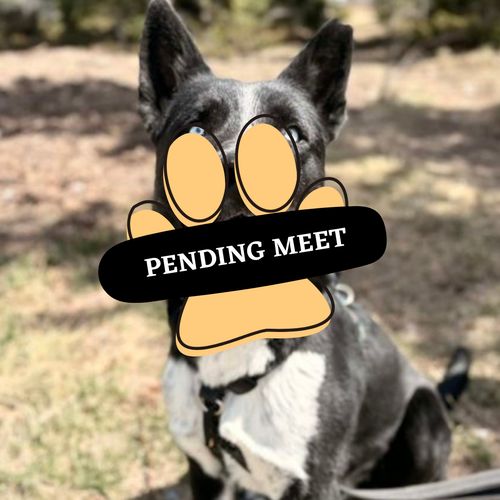 Pending Meet jasper