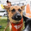 Percy 3 - Mutt Strut