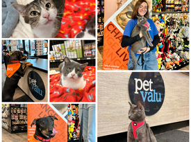 Pet Valu Adoption Event 2026 - Web news
