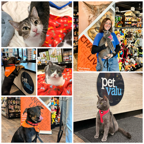 Pet Valu Adoption Event 2026 - Web news