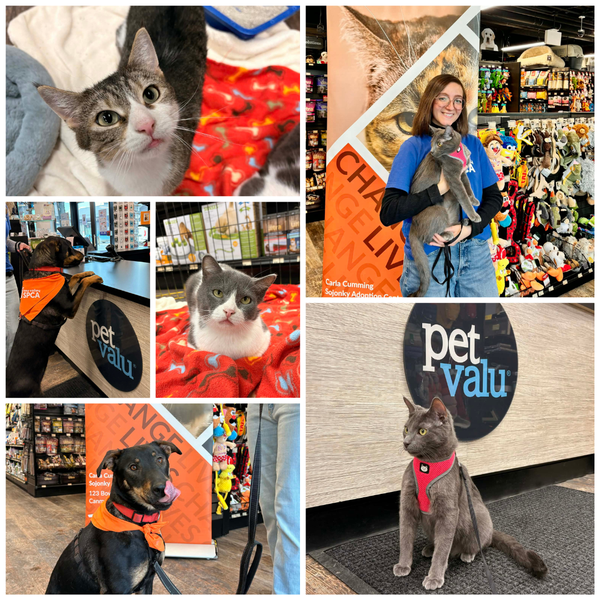 Pet Valu Adoption Event 2026 - Web news