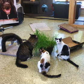 Play room cats in lobby IMG_4254.png