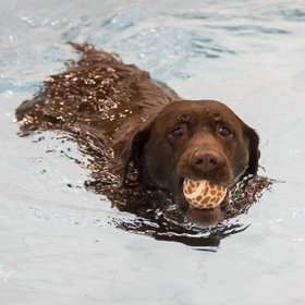 Pooch PlungeIMG_4979.jpg