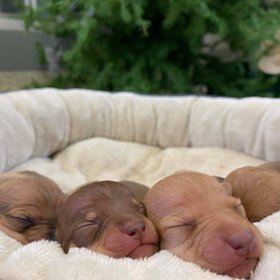 Pup Basket.jpg