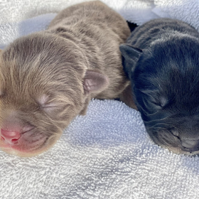 Puppies.png
