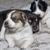 PuppiesIMG_0589.jpg