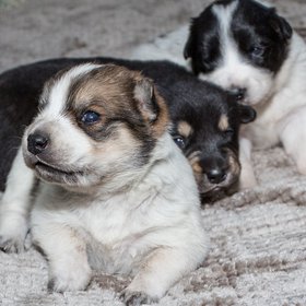 Amazing Grace and PupsIMG_0523.jpg