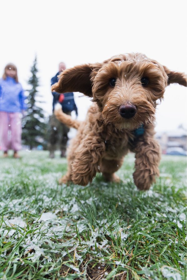 Puppy - Mutt Strut