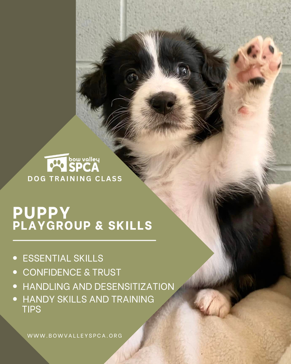 Puppy Playgroup - SS2026