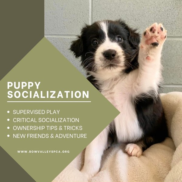 Puppy Socializaton Image