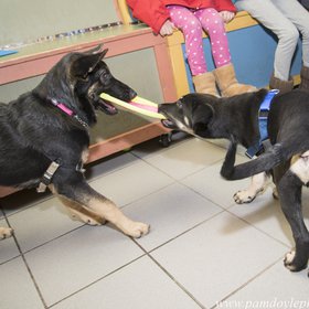 Puppy class Bob and GerShep_pamdoylephoto ww.jpg