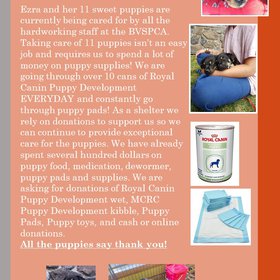 Puppy fund 2017.jpg