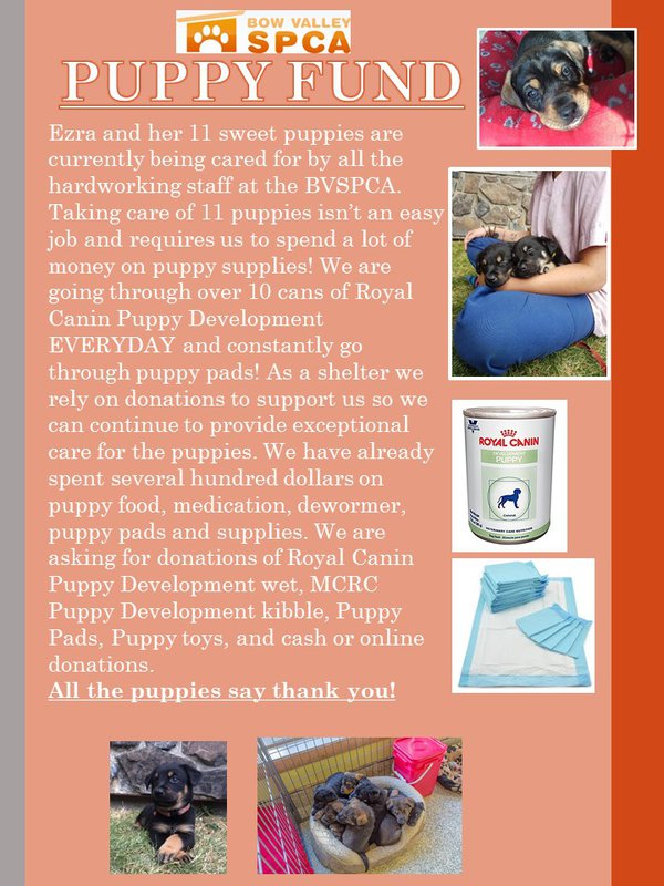 Puppy fund 2017.jpg