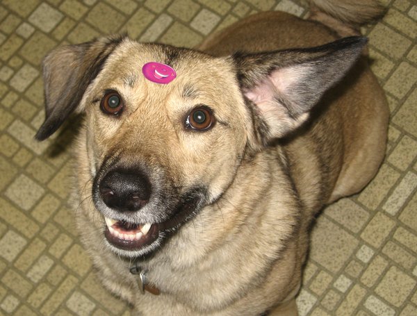 Ray-Sticker copy.jpg