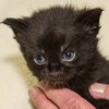 Ringo-IMG_6154.jpg