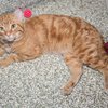 Roo  IMG_2477.jpg