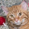 Roo  IMG_2478.jpg