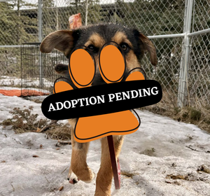 Roo adoption pend