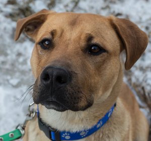 Rufus-IMG_6631.jpg