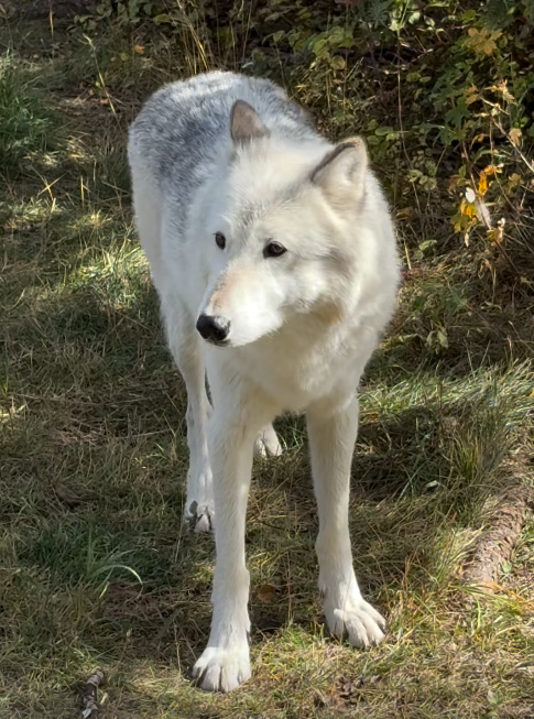 Aspen