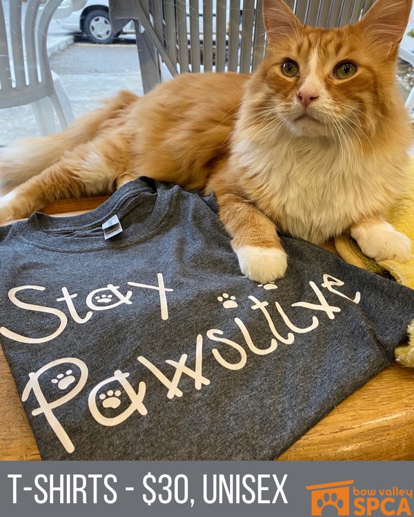 Cat shirts deals for sale