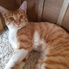 Simba