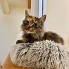 Squirrel - 4