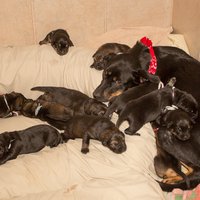 Team--Ezra and Pups