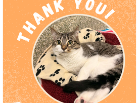 Thank You - Tilly Fundraiser