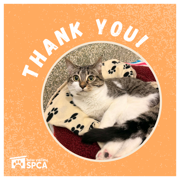 Thank You - Tilly Fundraiser