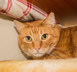 TiggerIMG_3387.jpg